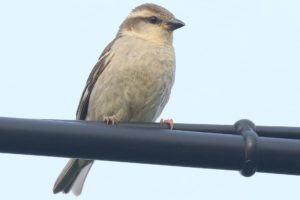 ニュウナイスズメ雌