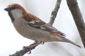 ニュウナイスズメ雄