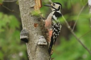 オオアカゲラ雌