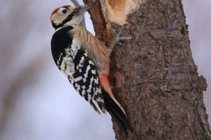 オオアカゲラ雄