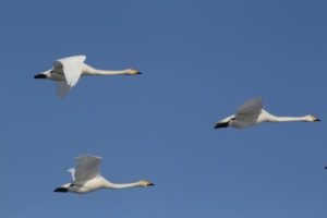 オオハクチョウ