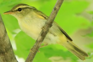 センダイムシクイ