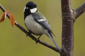 シジュウカラ雌