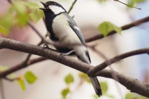 シジュウカラ雄