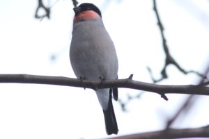 ウソ亜種ウソ雄