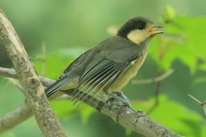 ヤマガラ幼鳥