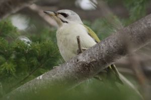 ヤマゲラ雌