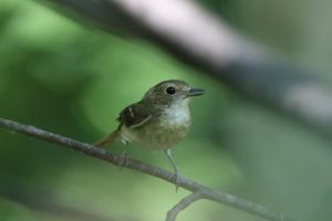 キビタキ雌2021年7月2日
