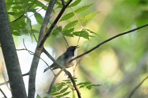 コルリ雄2021年7月2日
