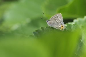 メスアカミドリシジミ雄2021年7月2日