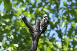 オオアカゲラ雌2021年7月2日