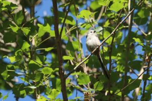 シマエナガ2021年7月2日