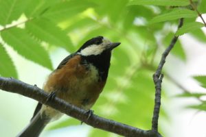 ヤマガラ2021年7月2日