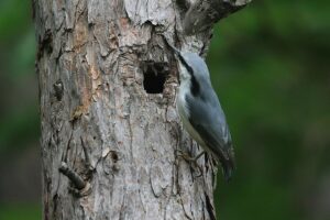 ゴジュウカラ2021年9月5日