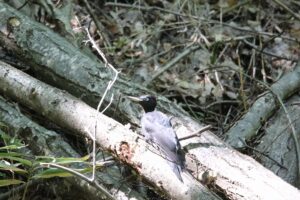 クマゲラ雌2021年9月5日