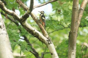 オオアカゲラ雌2021年9月5日