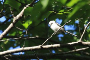 シマエナガ2021年9月5日