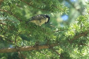 ヒガラ2021年9月11日