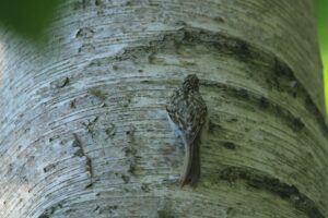 キバシリ2021年9月11日