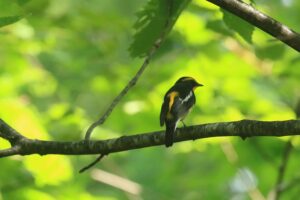 キビタキ雄2021年9月11日