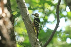 オオアカゲラ雌2021年9月11日