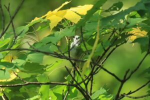 シマエナガ2021年9月11日1