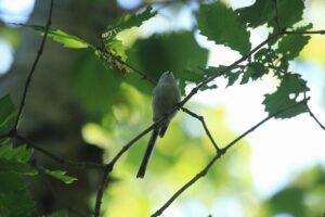 シマエナガ2021年9月11日2