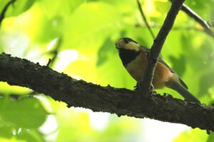 ヤマガラ2021年9月11日