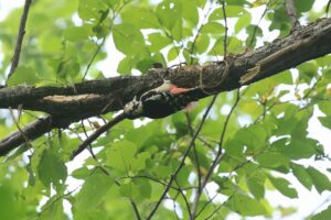 アカゲラ雌2021年9月18日