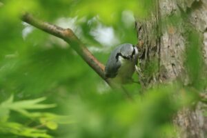 ゴジュウカラ2021年9月18日