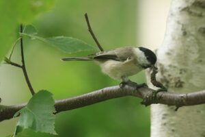 ハシブトガラ2021年9月18日