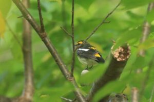 キビタキ雄2021年9月18日