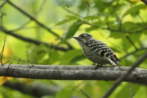 コゲラ2021年9月18日