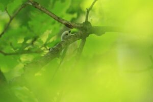 シマエナガ2021年9月18日