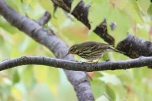 ビンズイ2021年9月25日