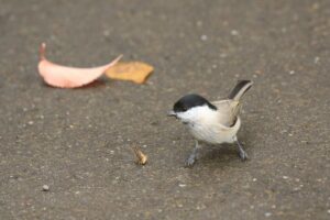 ハシブトガラ2021年9月25日