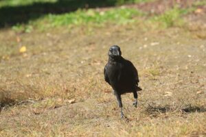 ハシブトガラス2021年9月25日