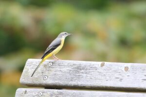 キセキレイ雌2021年9月25日