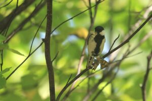 シジュウカラ雄2021年9月25日