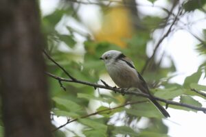 シマエナガ2021年9月25日