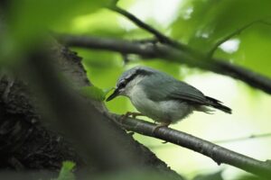 ゴジュウカラ2021年10月3日