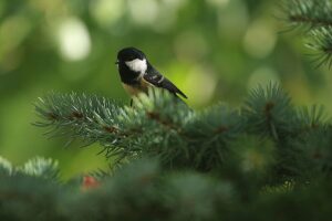 ヒガラ2021年10月3日