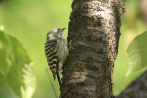 コゲラ2021年10月3日