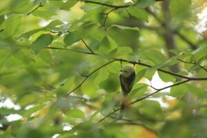 シマエナガ2021年10月3日