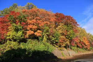 旭山記念公園の紅葉2021年10月22日3