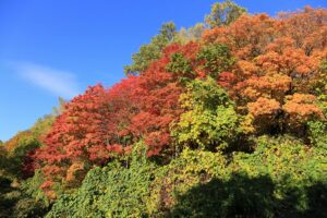 旭山記念公園の紅葉2021年10月22日2