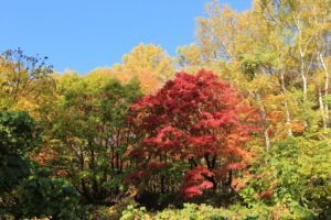 紅葉2021年10月22日4旭山でいちばんきれいに色づくヤマモミジ