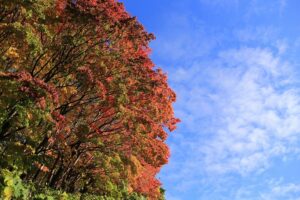 旭山記念公園の紅葉2021年10月22日１