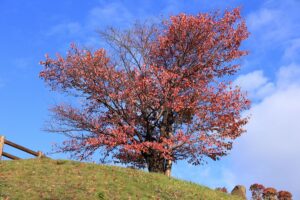 旭山記念公園の紅葉2021年10月22日6一本桜