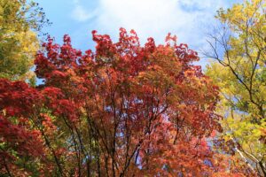 旭山記念公園の紅葉2021年10月22日14